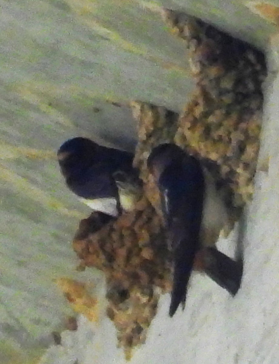 Cliff Swallow (melanogaster) - ML575343841