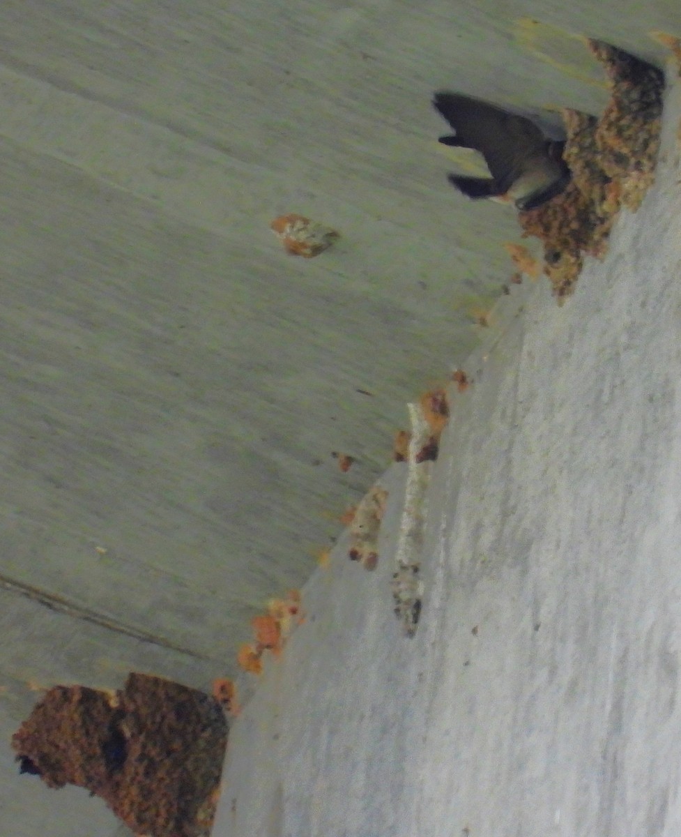 Cliff Swallow (melanogaster) - ML575343851