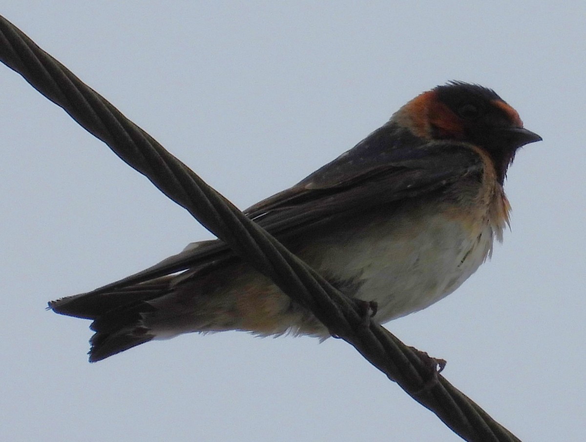 Cliff Swallow (melanogaster) - Eric Haskell