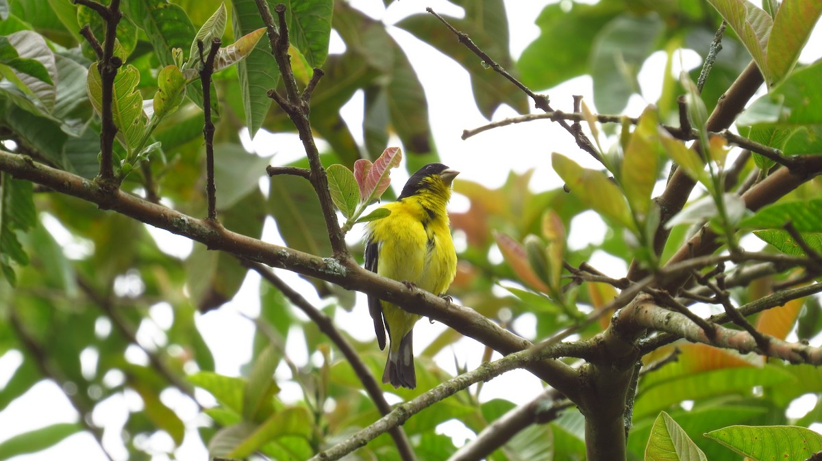 Lesser Goldfinch - Jorge Muñoz García   CAQUETA BIRDING