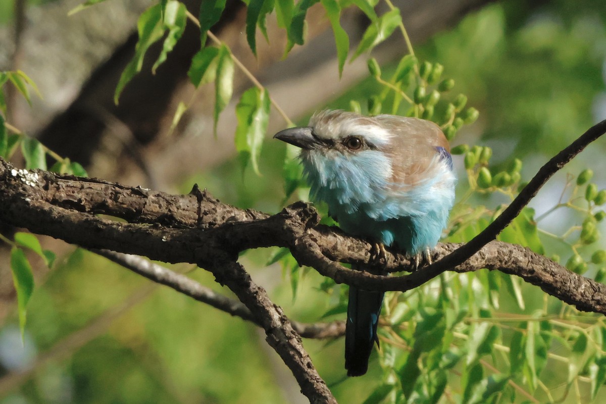 Racket-tailed Roller - ML575348961