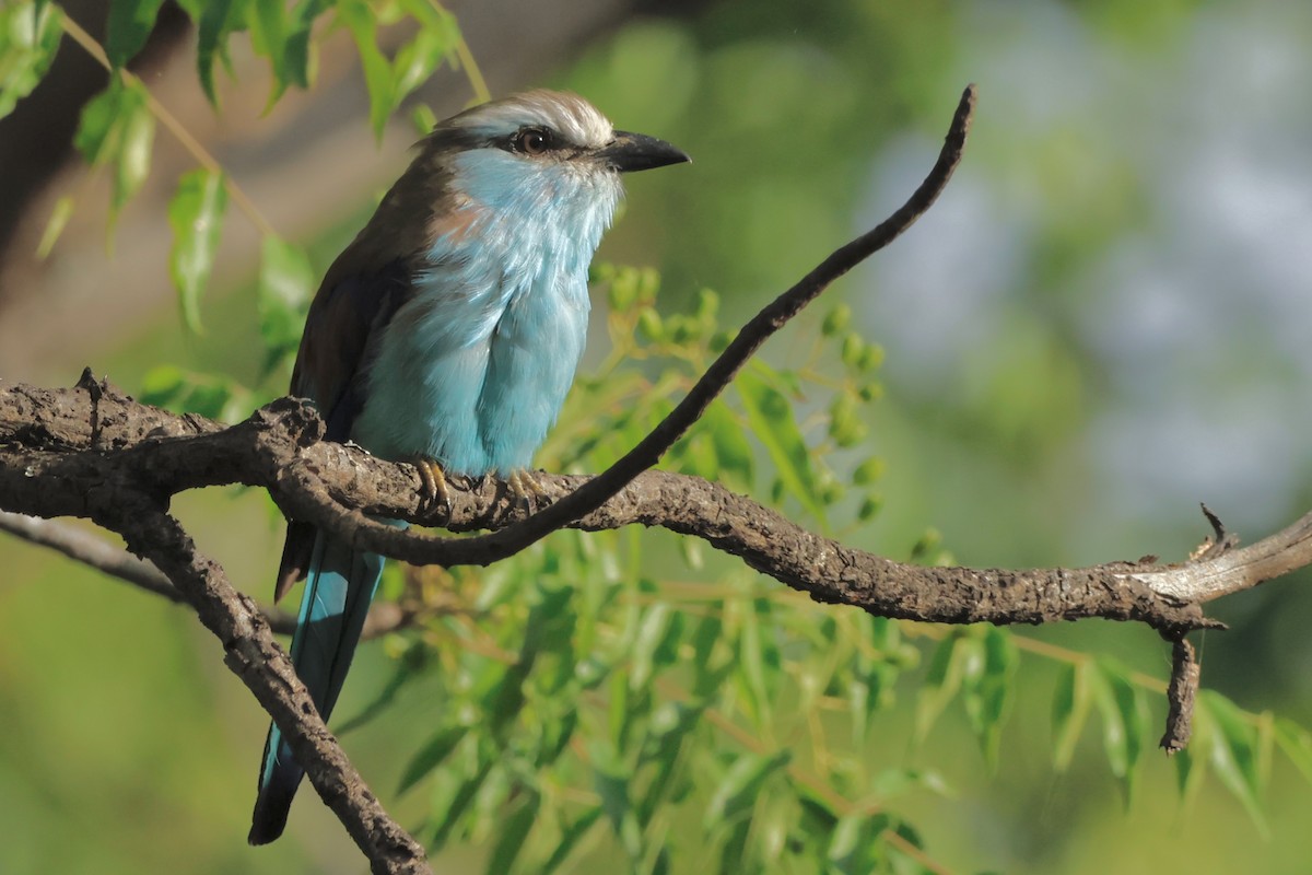 Racket-tailed Roller - ML575348981
