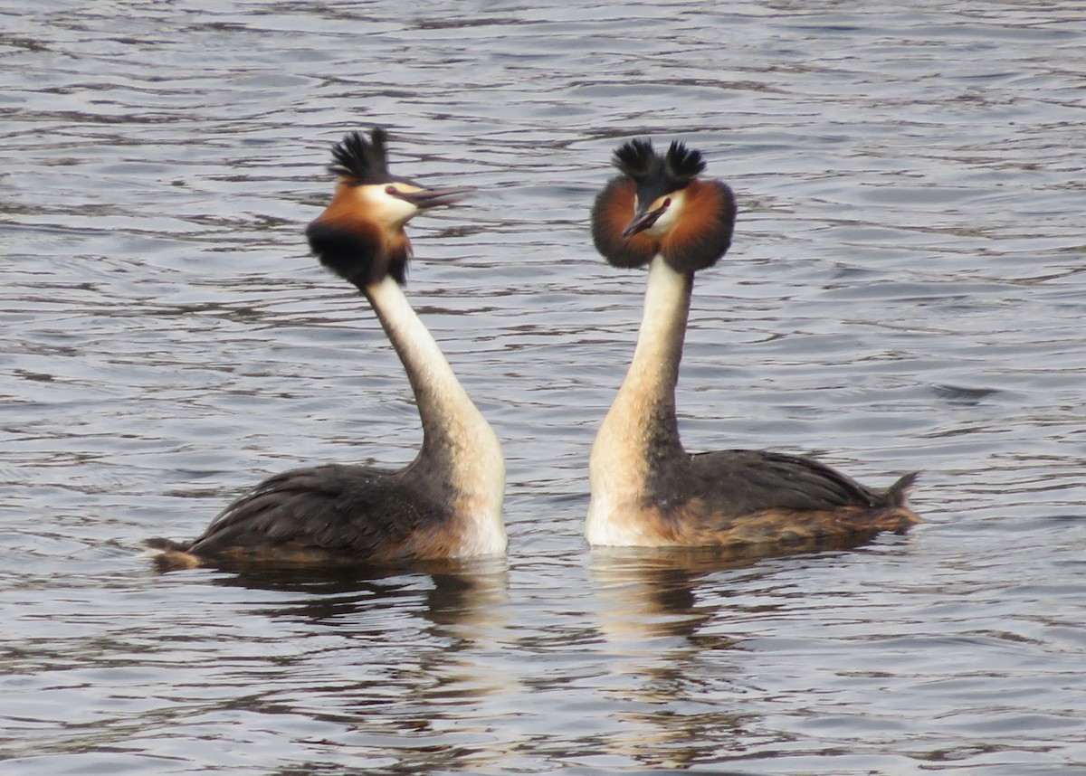 Great Crested Grebe - ML575349131