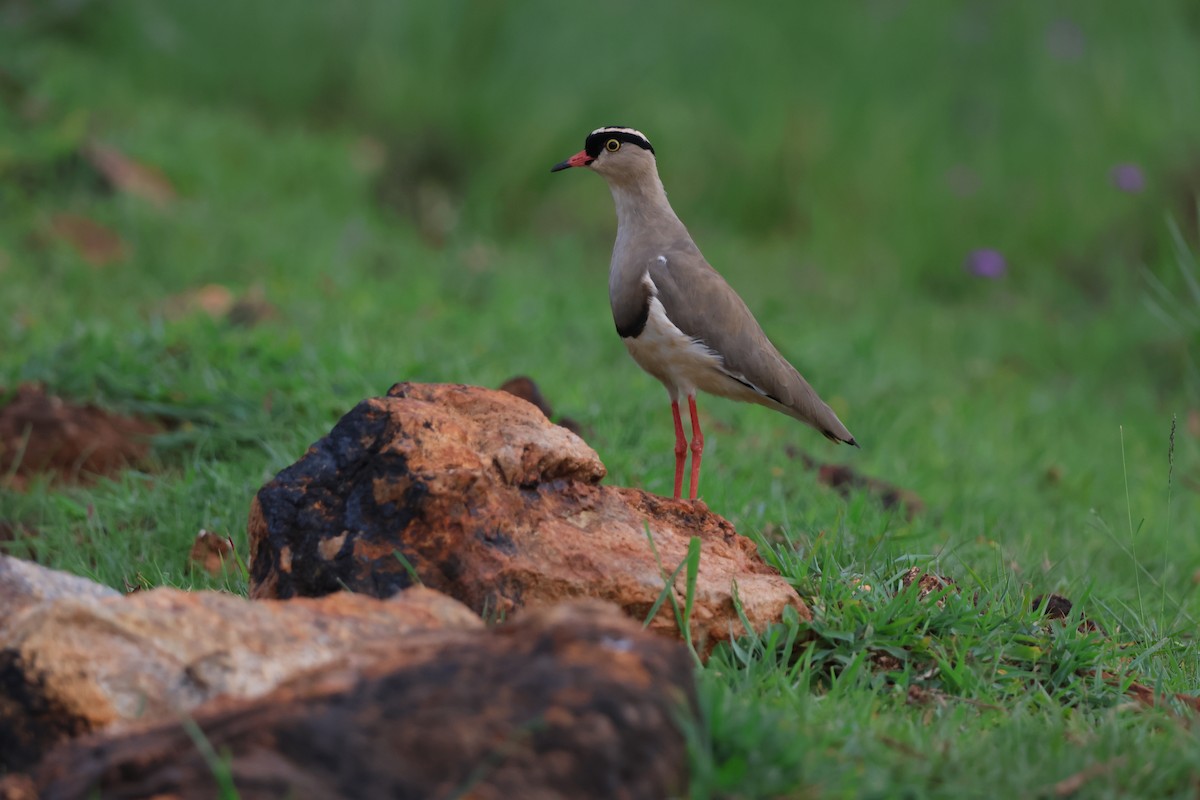 Crowned Lapwing - ML575350031