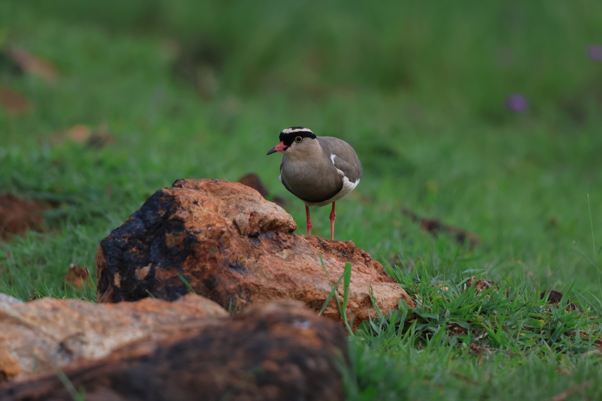Crowned Lapwing - ML575350041