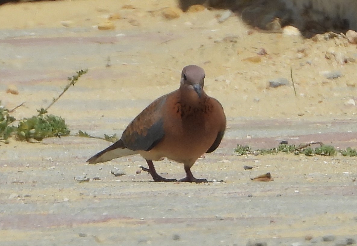 Laughing Dove - ML575352411
