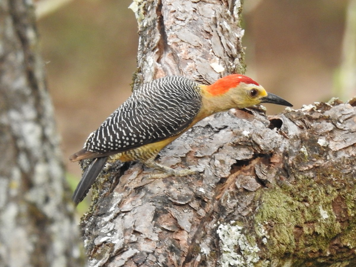 Golden-fronted Woodpecker - Francisco Dubón