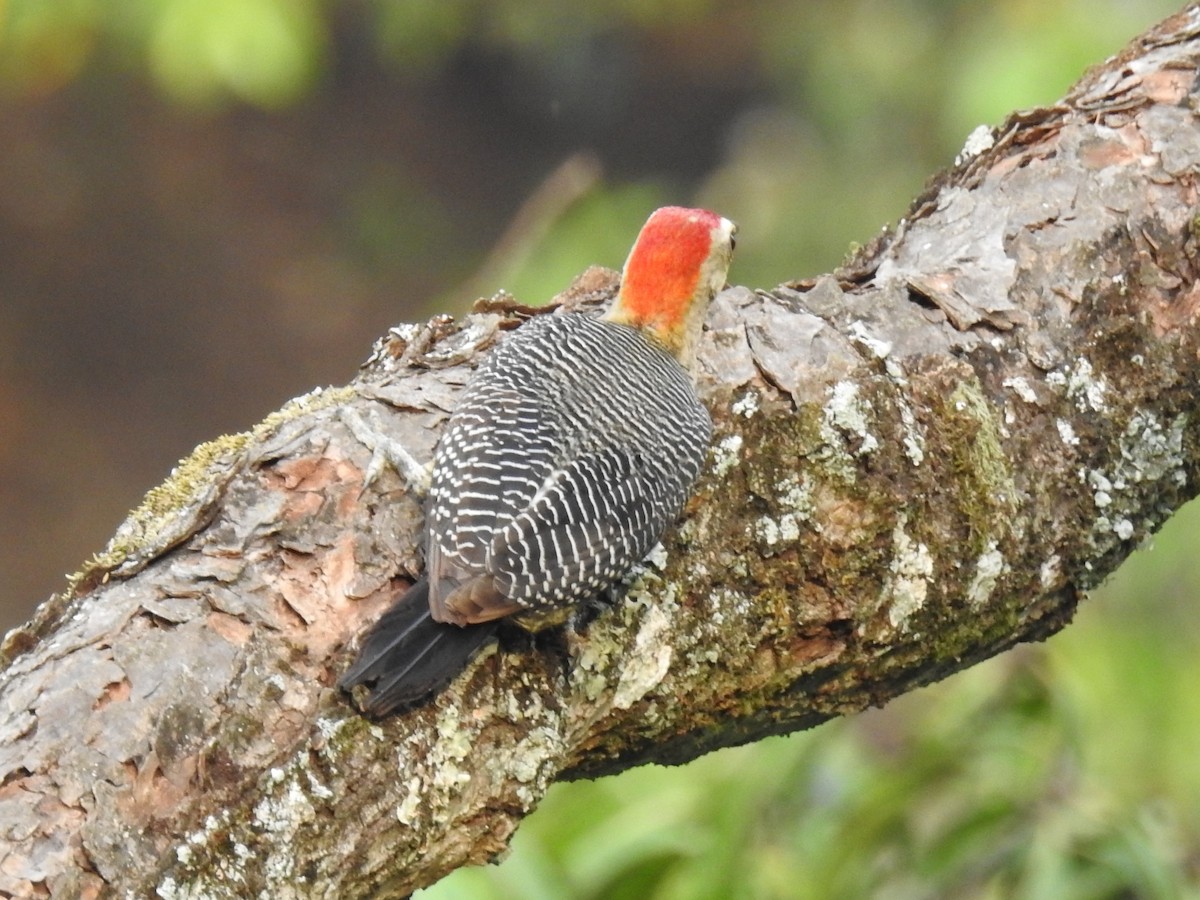 Golden-fronted Woodpecker - ML575353601