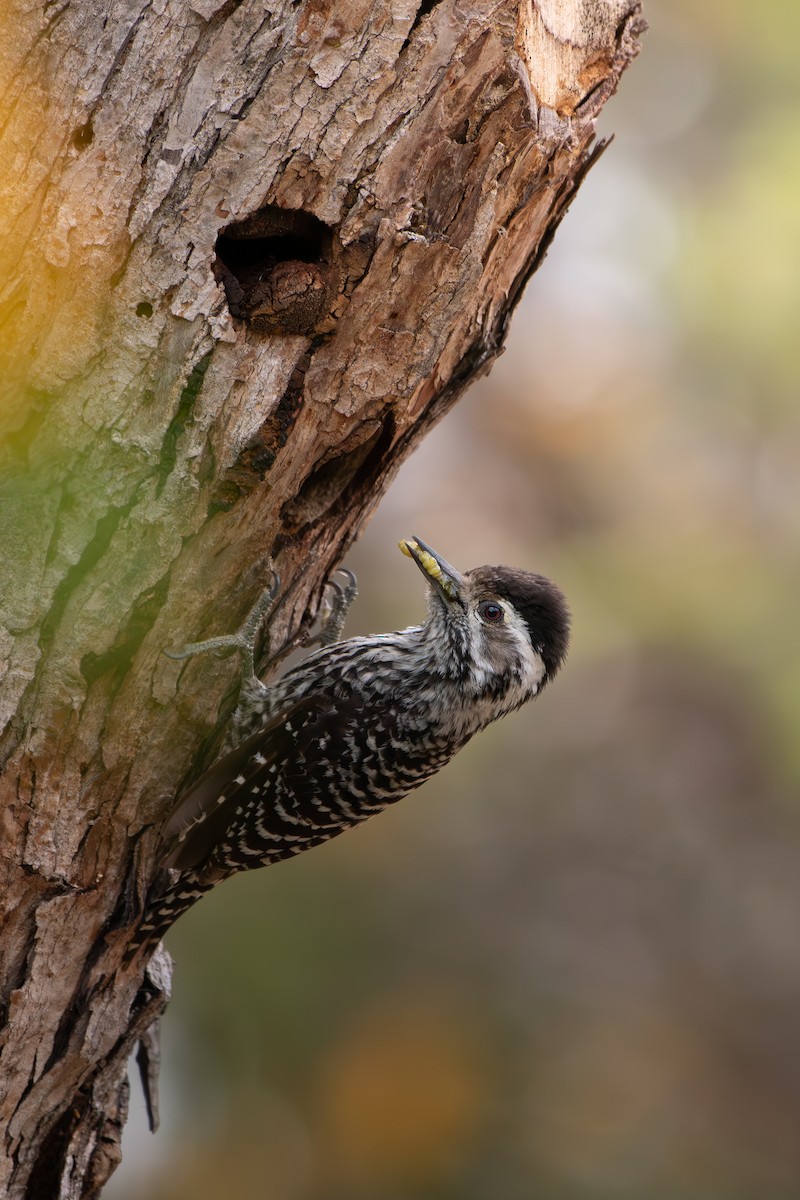 Striped Woodpecker - ML575355681