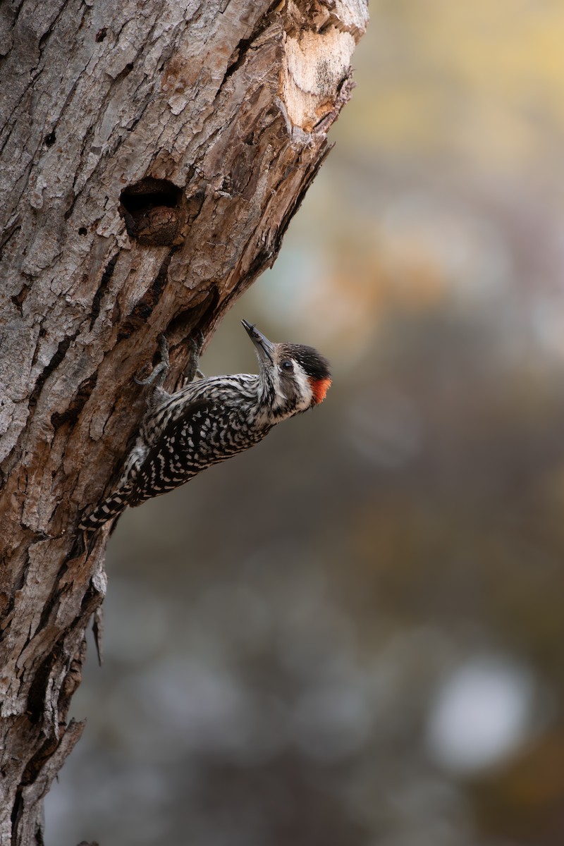 Striped Woodpecker - ML575355691