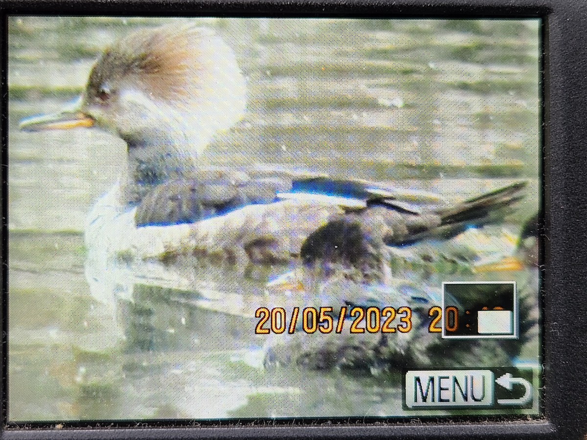 eBird Checklist - 21 May 2023 - Fernbrook Park - 23 species