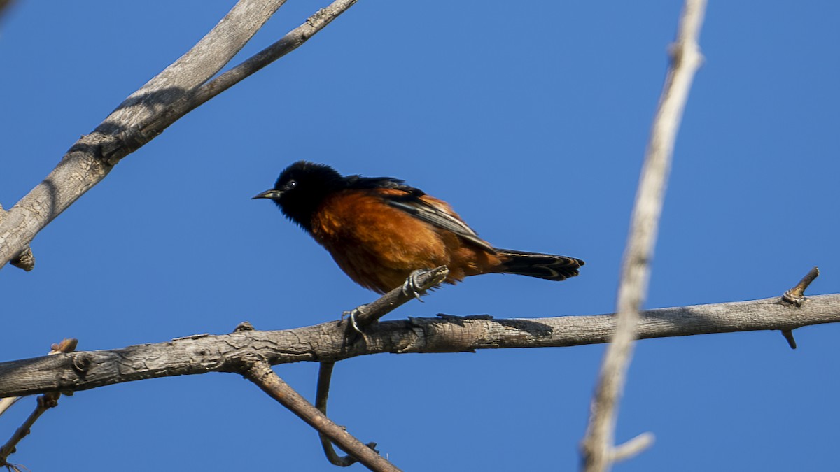 Orchard Oriole - ML575363711