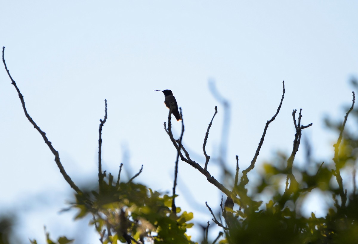 Black-chinned Hummingbird - ML575363891
