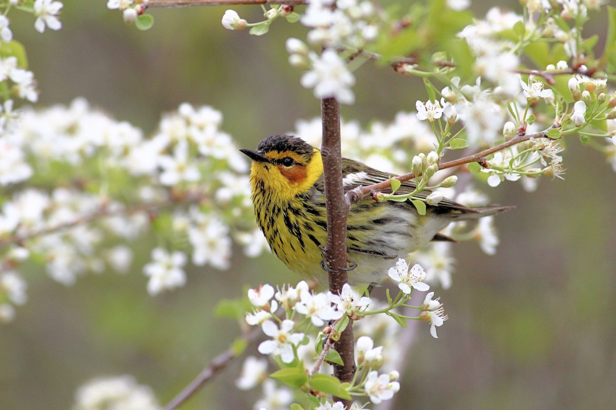 Cape May Warbler - ML57536961