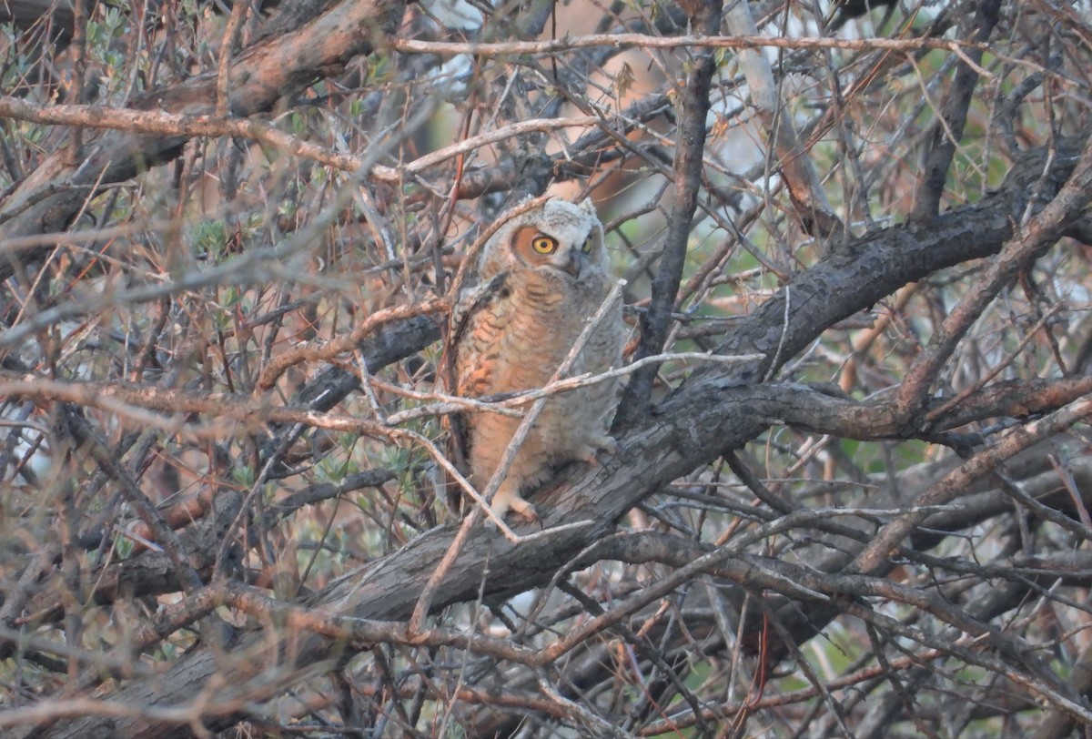 Great Horned Owl - ML575370491