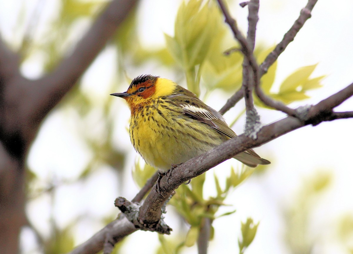 Cape May Warbler - ML57537061