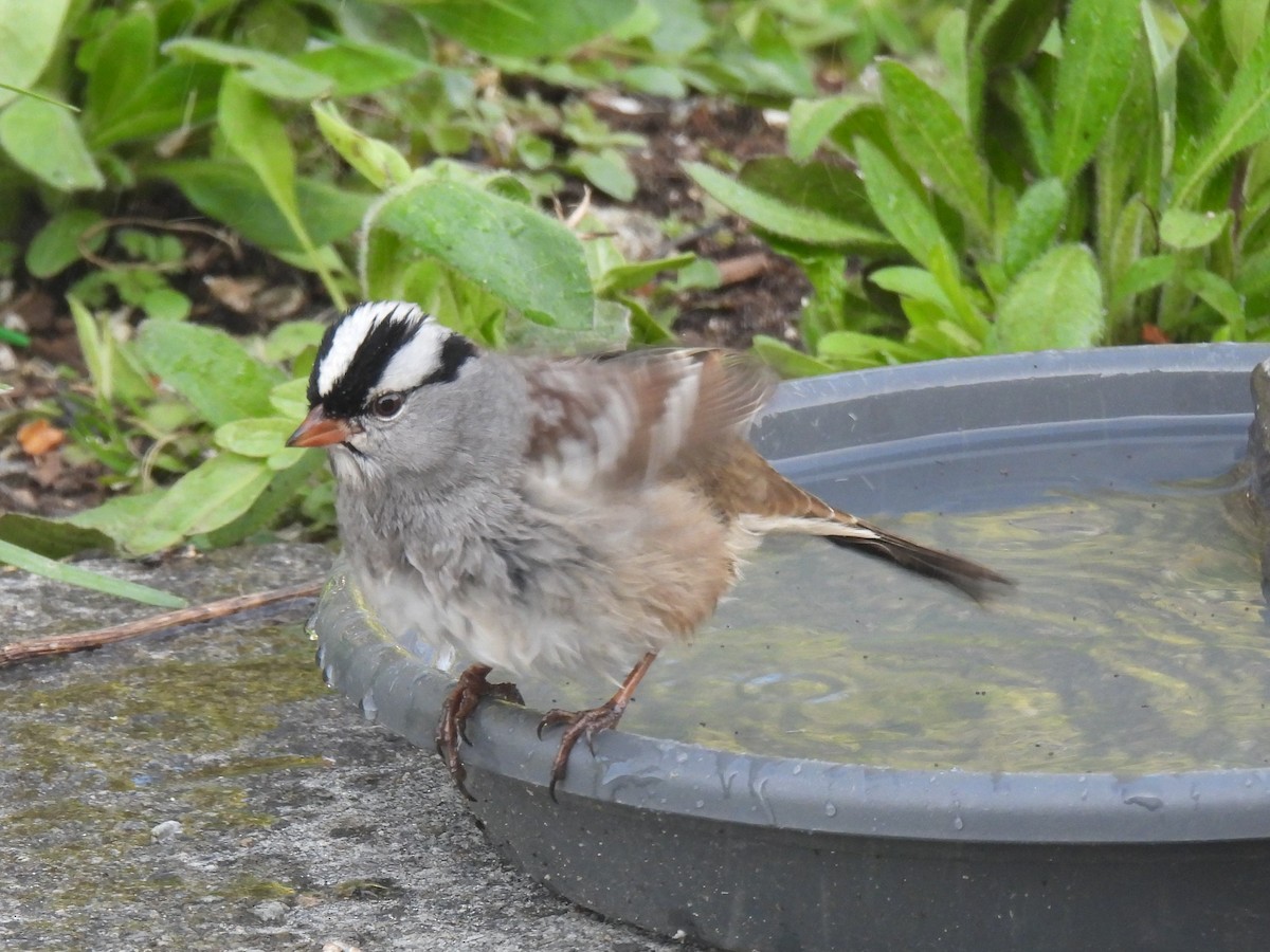 White-crowned Sparrow - ML575371571