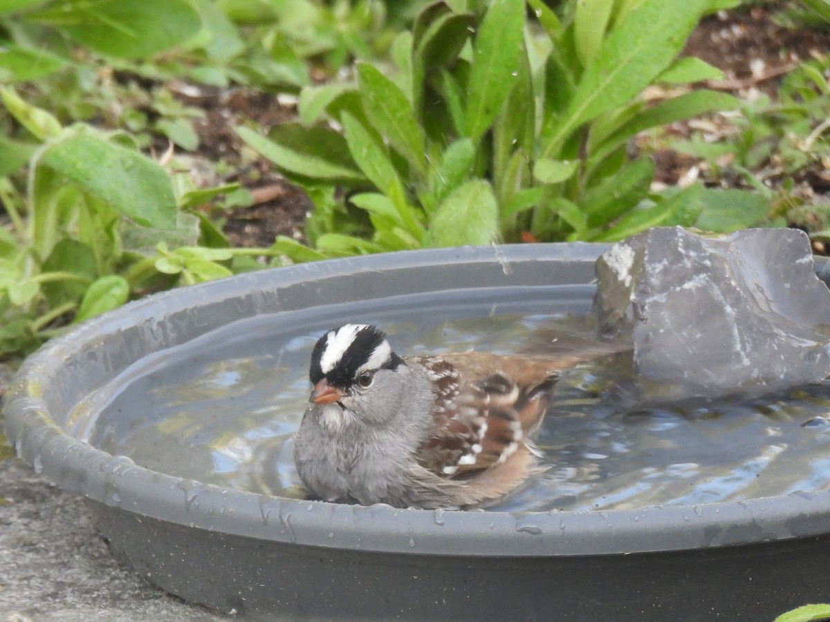 White-crowned Sparrow - ML575371581