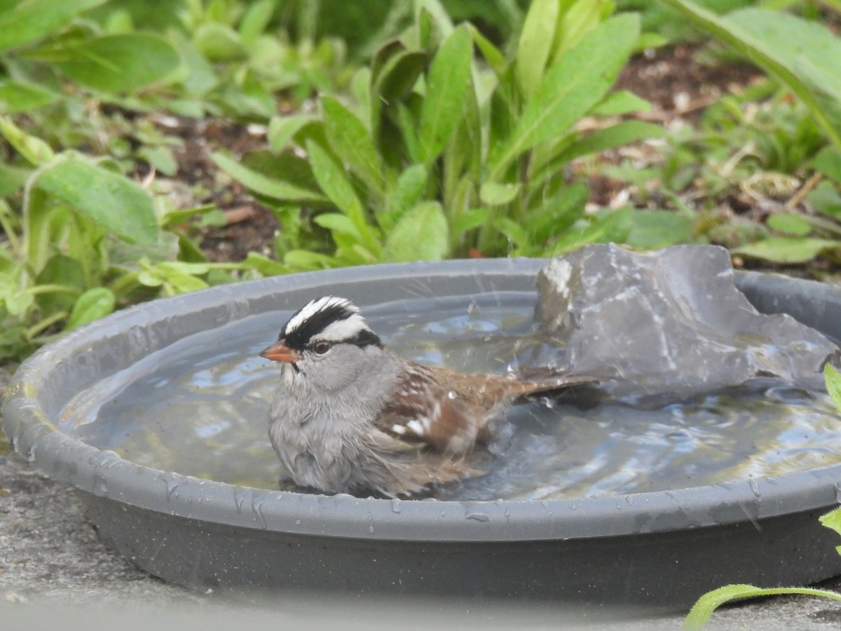 White-crowned Sparrow - ML575371621
