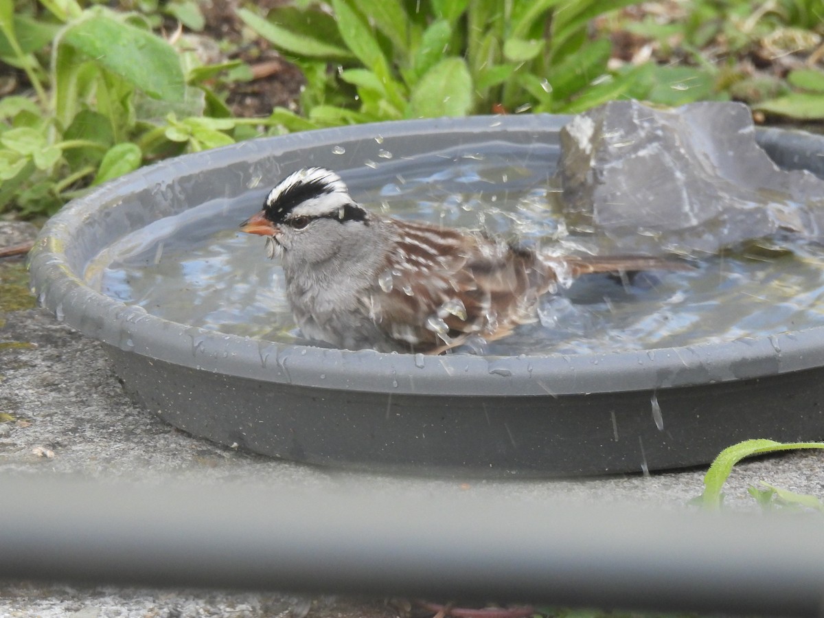White-crowned Sparrow - ML575371631
