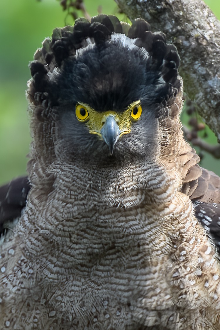 Crested Serpent-Eagle - ML575372061