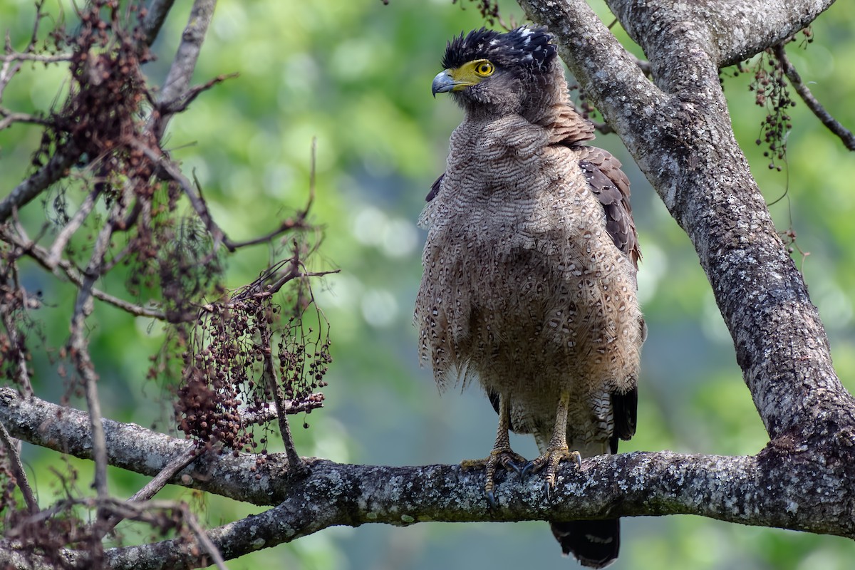 Crested Serpent-Eagle - ML575372151