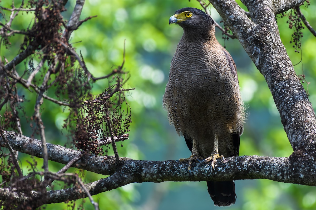 Crested Serpent-Eagle - ML575372161