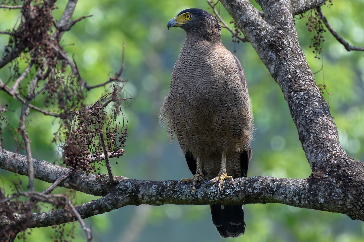Crested Serpent-Eagle - ML575372181