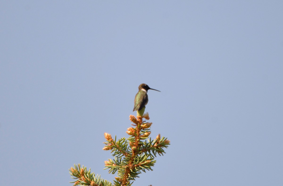 Black-chinned Hummingbird - ML575372451
