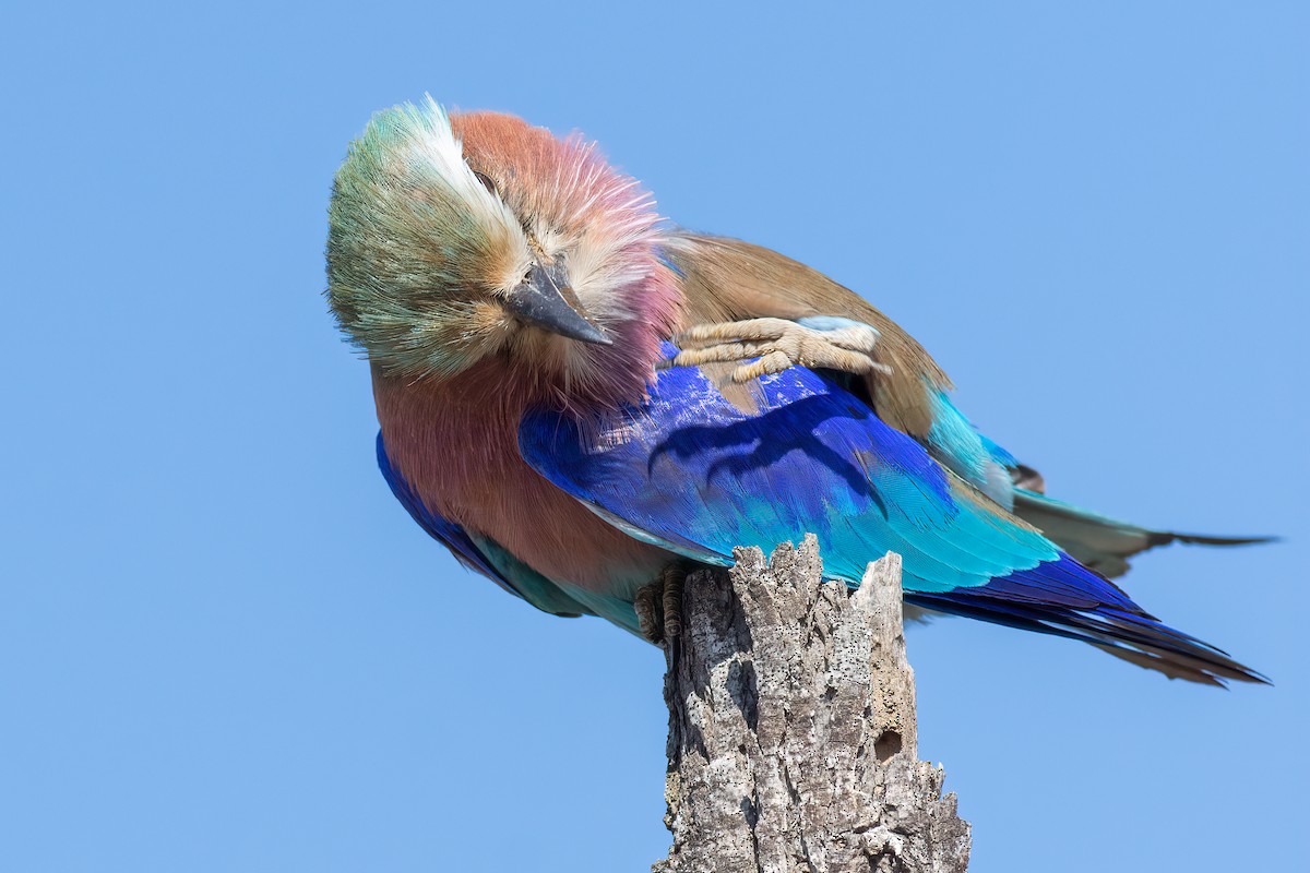 Lilac-breasted Roller - ML575372571