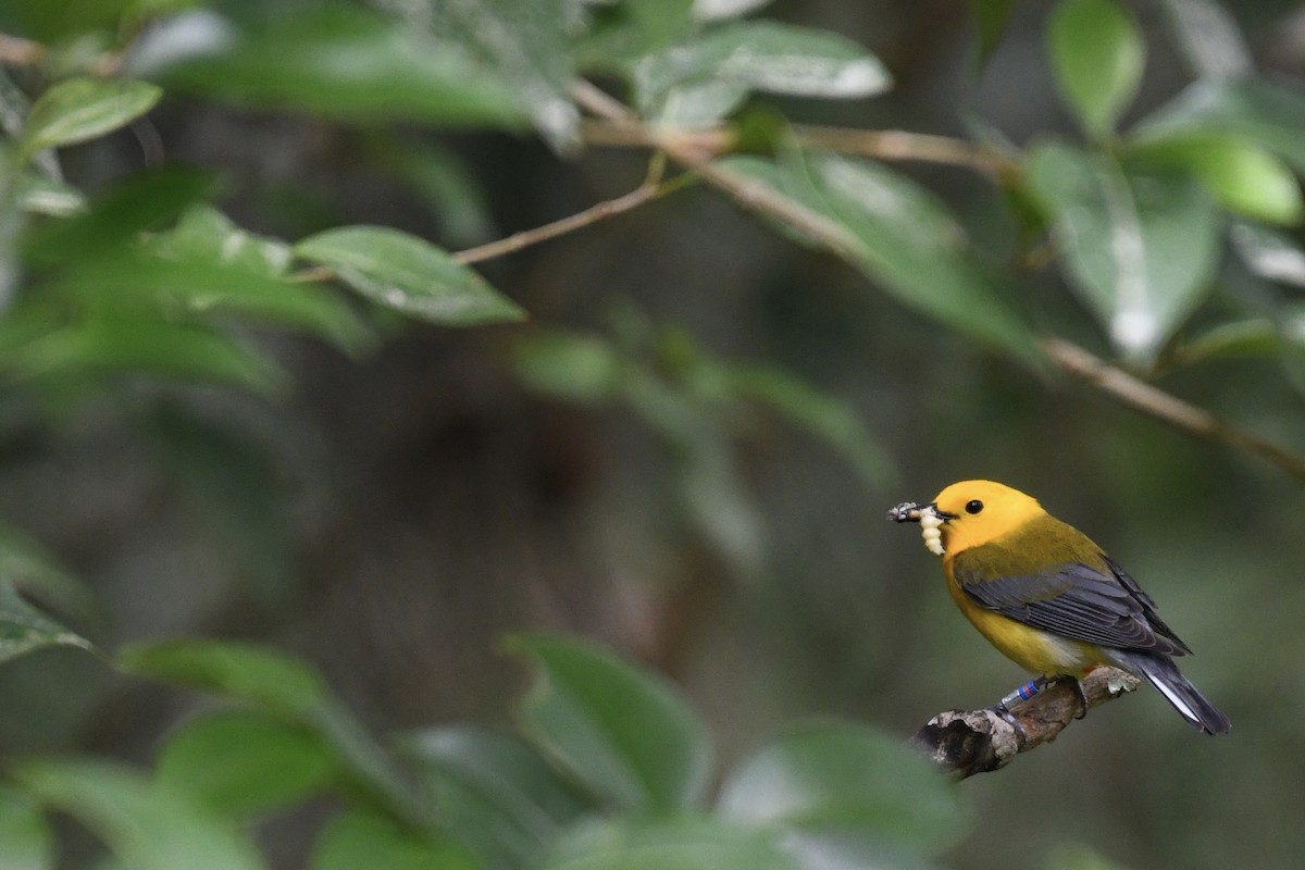 Prothonotary Warbler - ML575374091