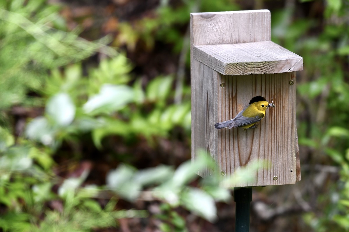 Prothonotary Warbler - ML575374101