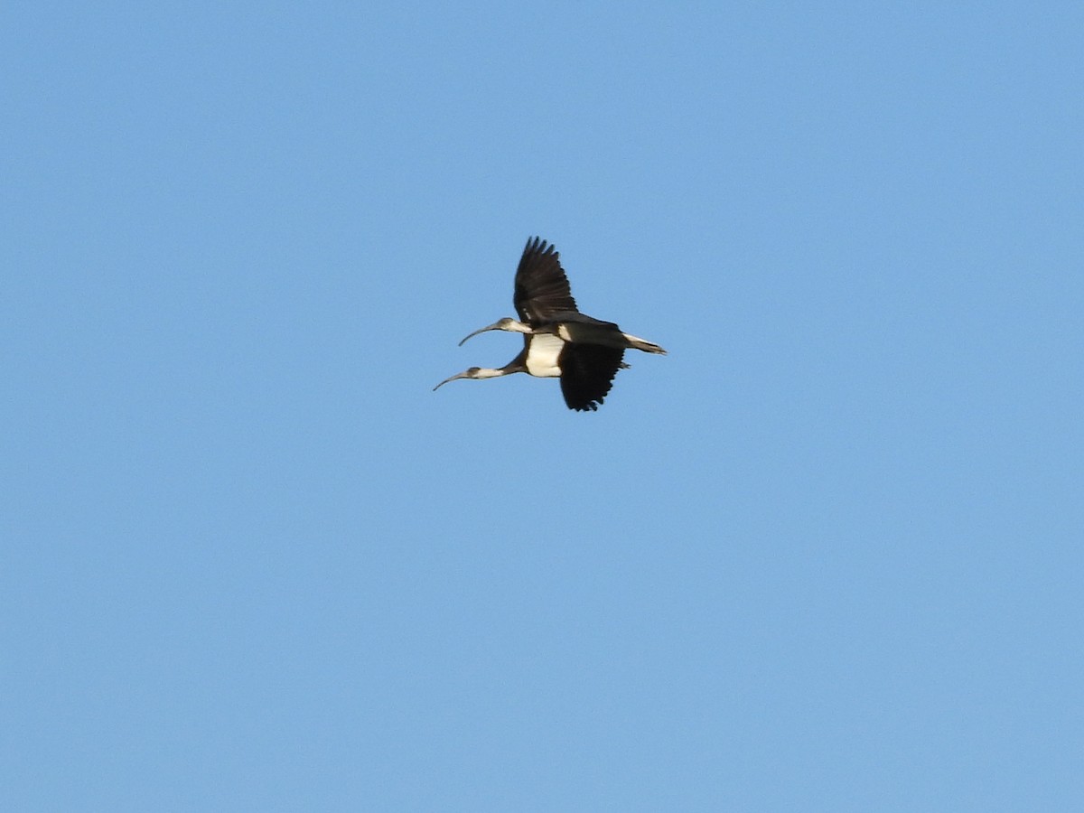 ibis slámokrký - ML575374251
