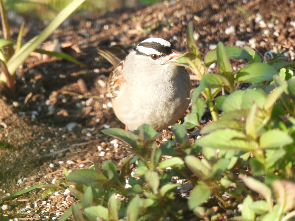 White-crowned Sparrow - ML575376891