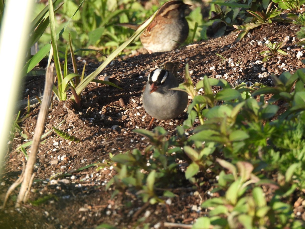 White-crowned Sparrow - ML575376901
