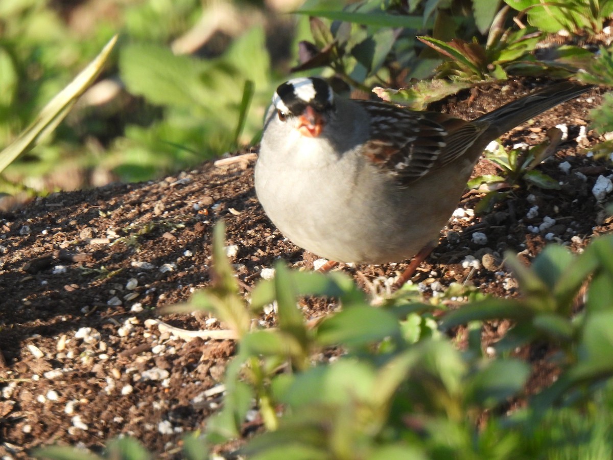 White-crowned Sparrow - ML575376911