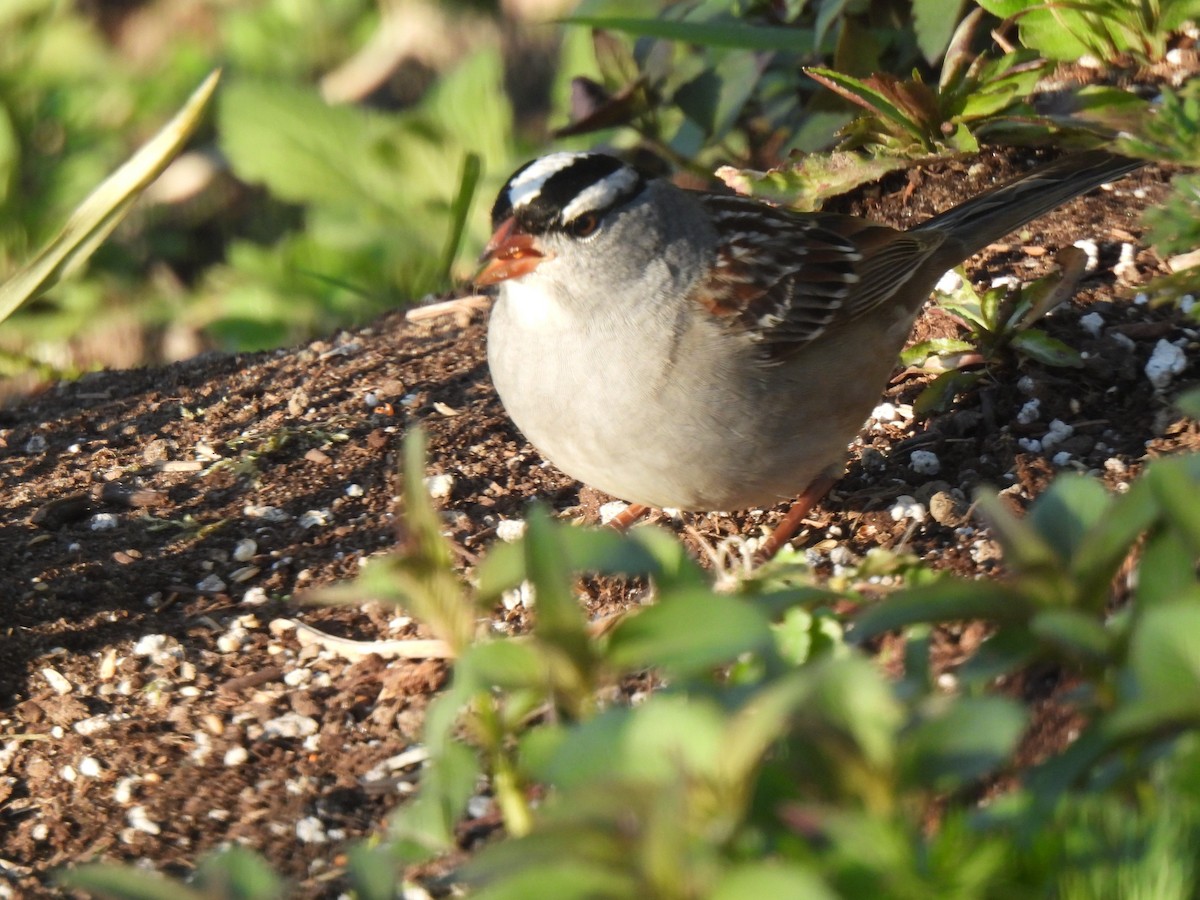 White-crowned Sparrow - ML575376921