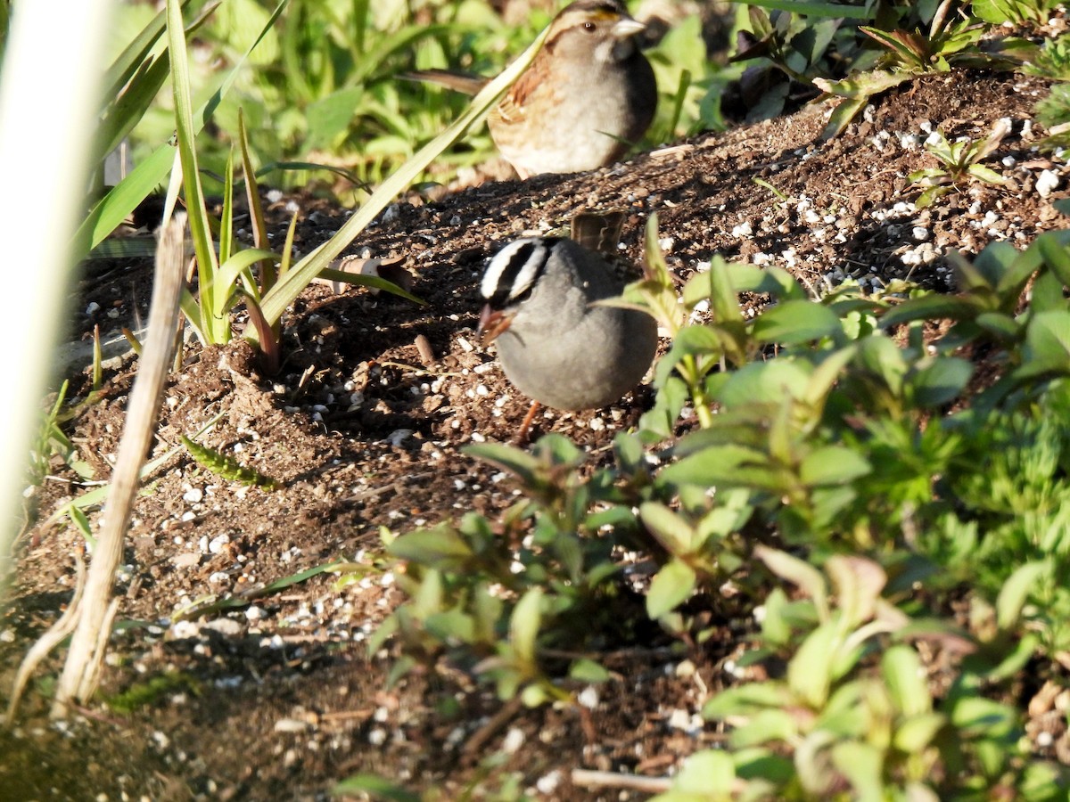 White-crowned Sparrow - ML575376931