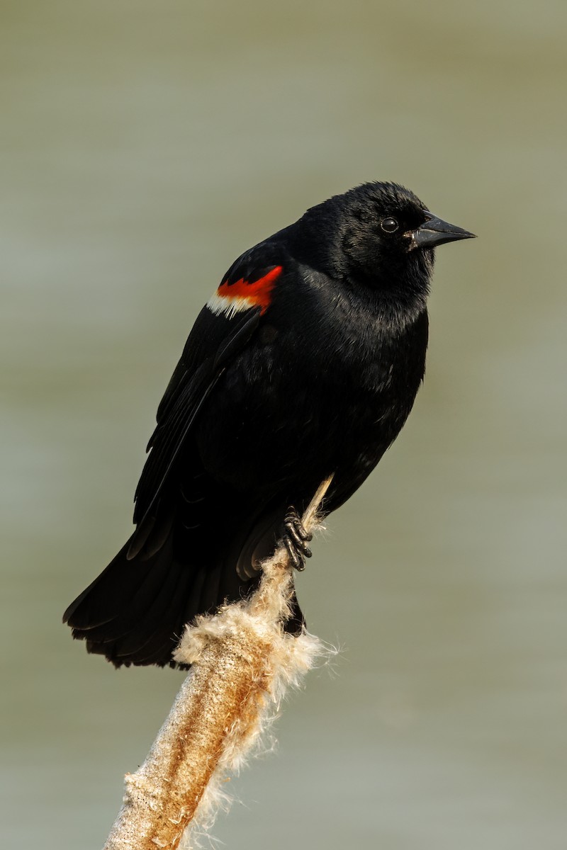 Red-winged Blackbird - ML575376971
