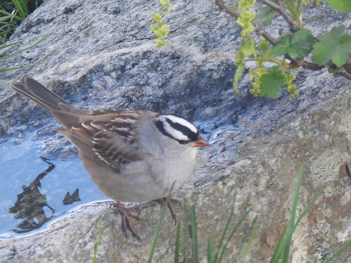 White-crowned Sparrow - ML575377931