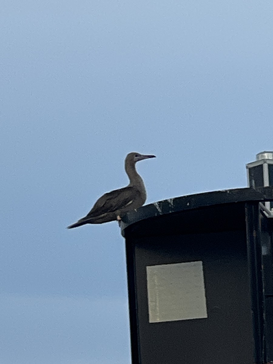 Red-footed Booby - ML575380901