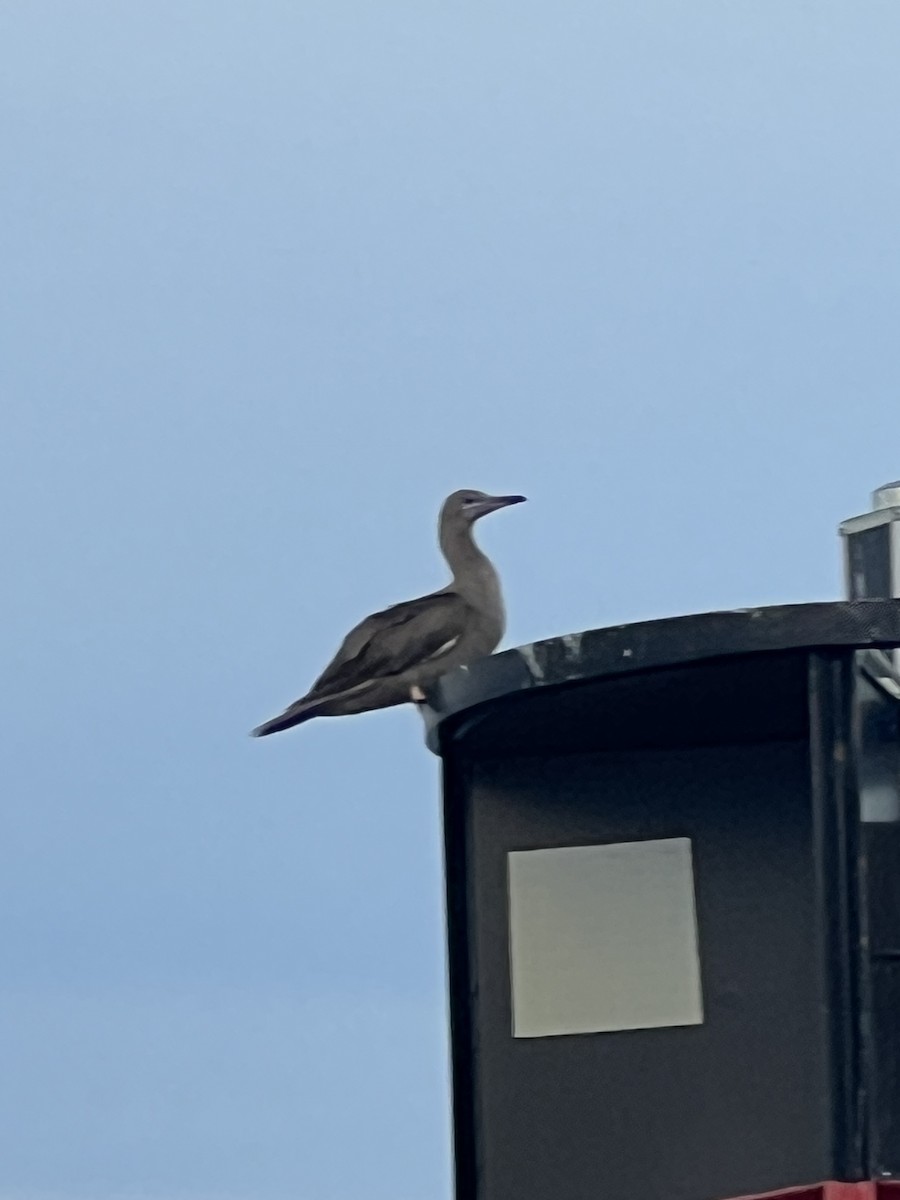 Red-footed Booby - ML575380921