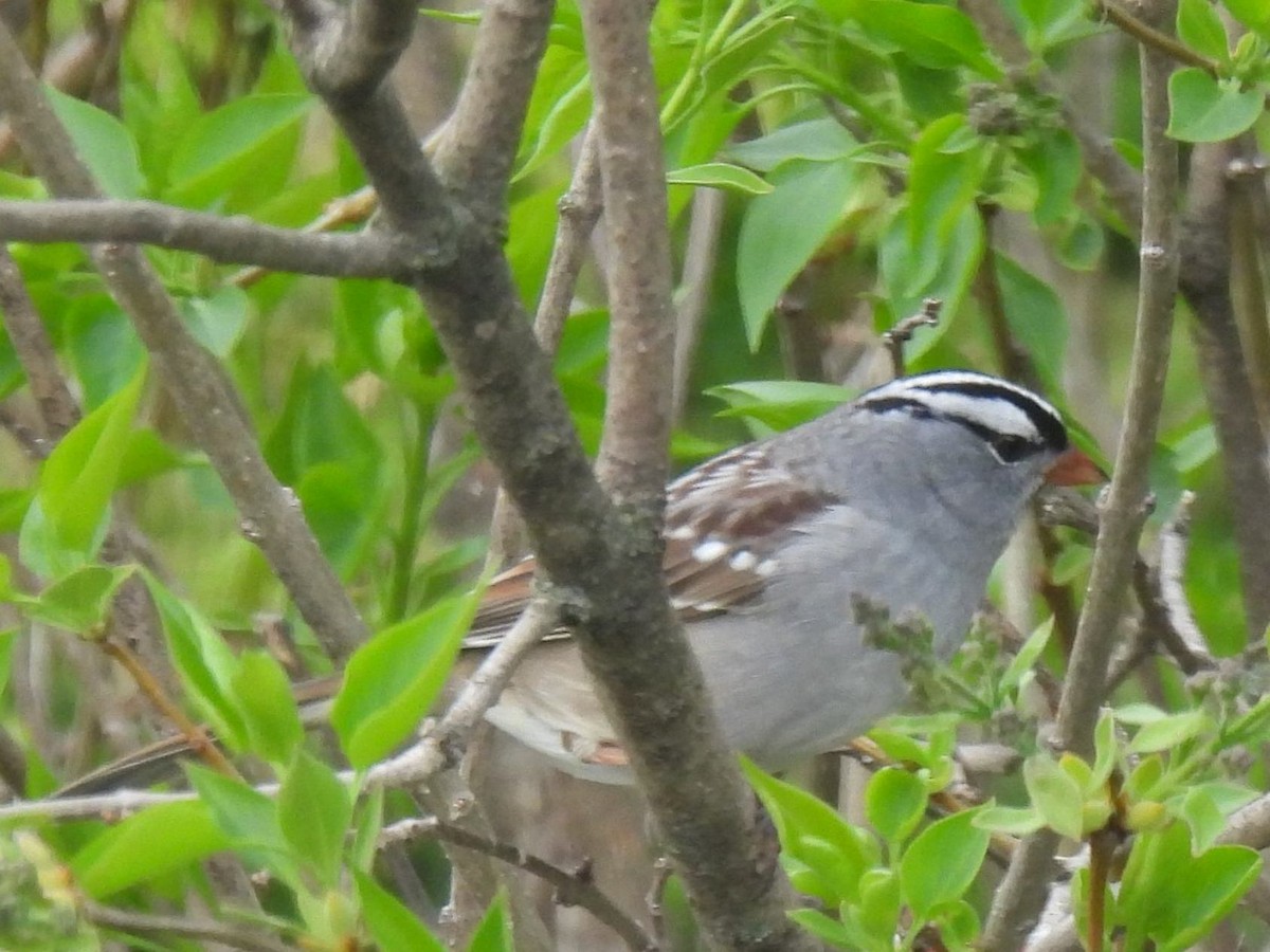 White-crowned Sparrow - ML575386511