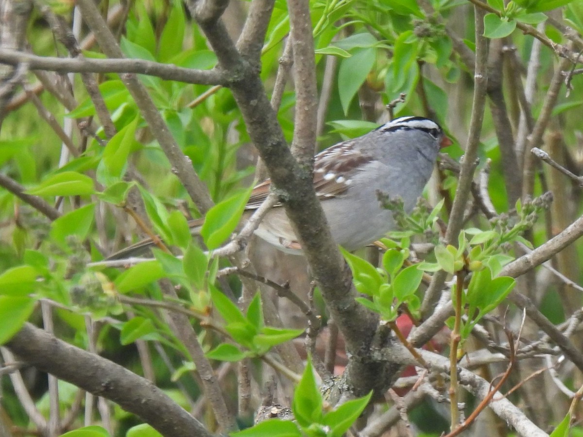White-crowned Sparrow - ML575386521