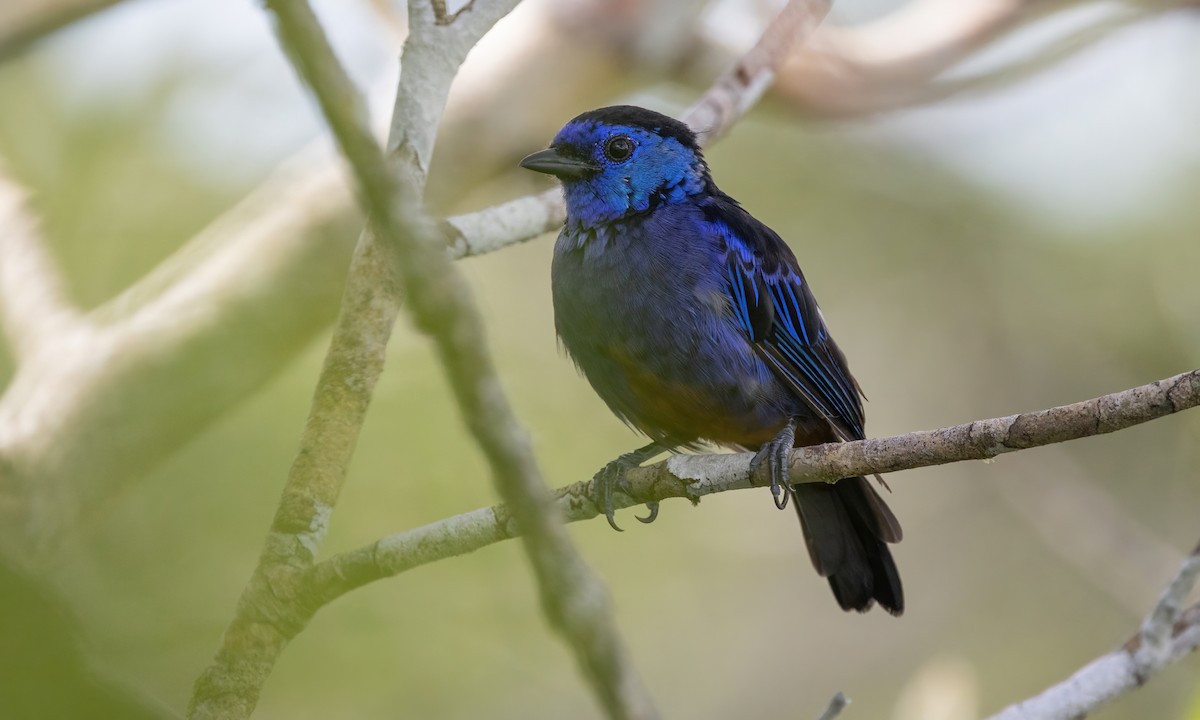 Opal-rumped Tanager (Opal-rumped) - ML575386621