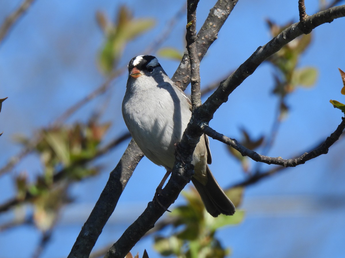 White-crowned Sparrow - ML575388121