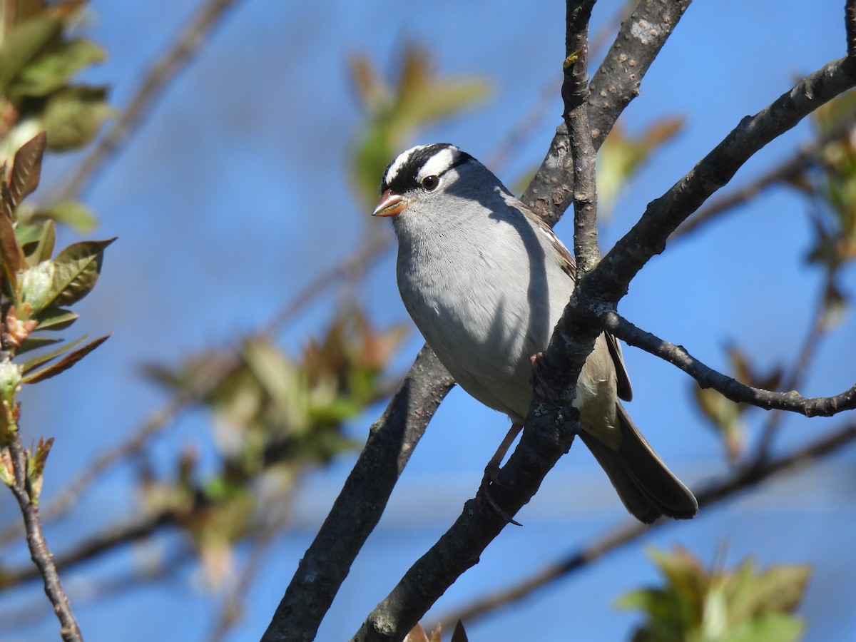 White-crowned Sparrow - ML575388131