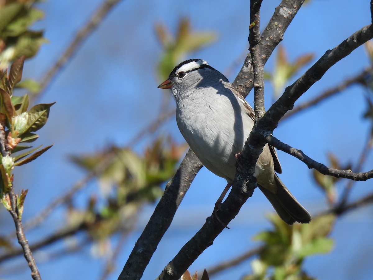White-crowned Sparrow - ML575388141