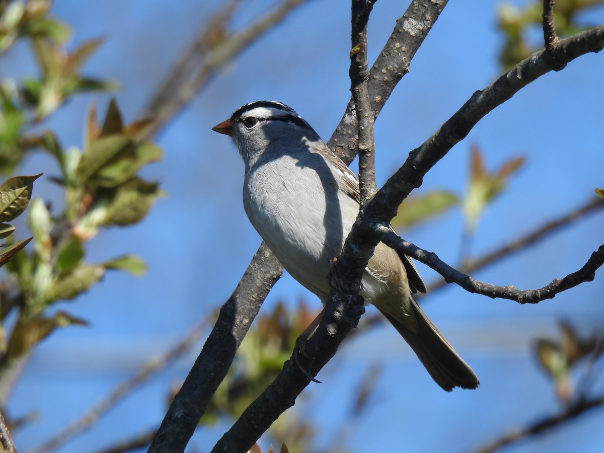 White-crowned Sparrow - ML575388151