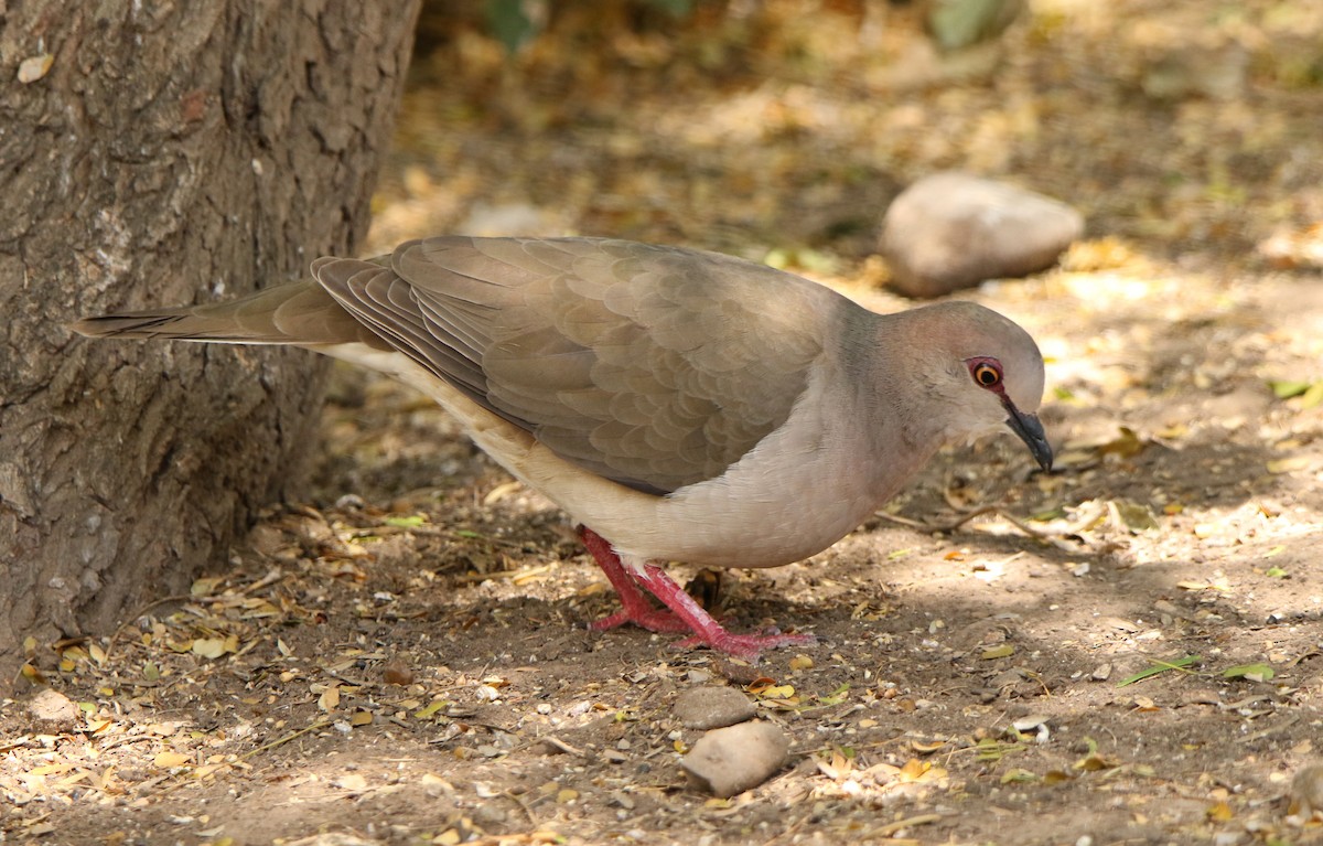 eBird Checklist 21 Apr 2017 Laguna Atascosa NWRHQ and Kiskadee